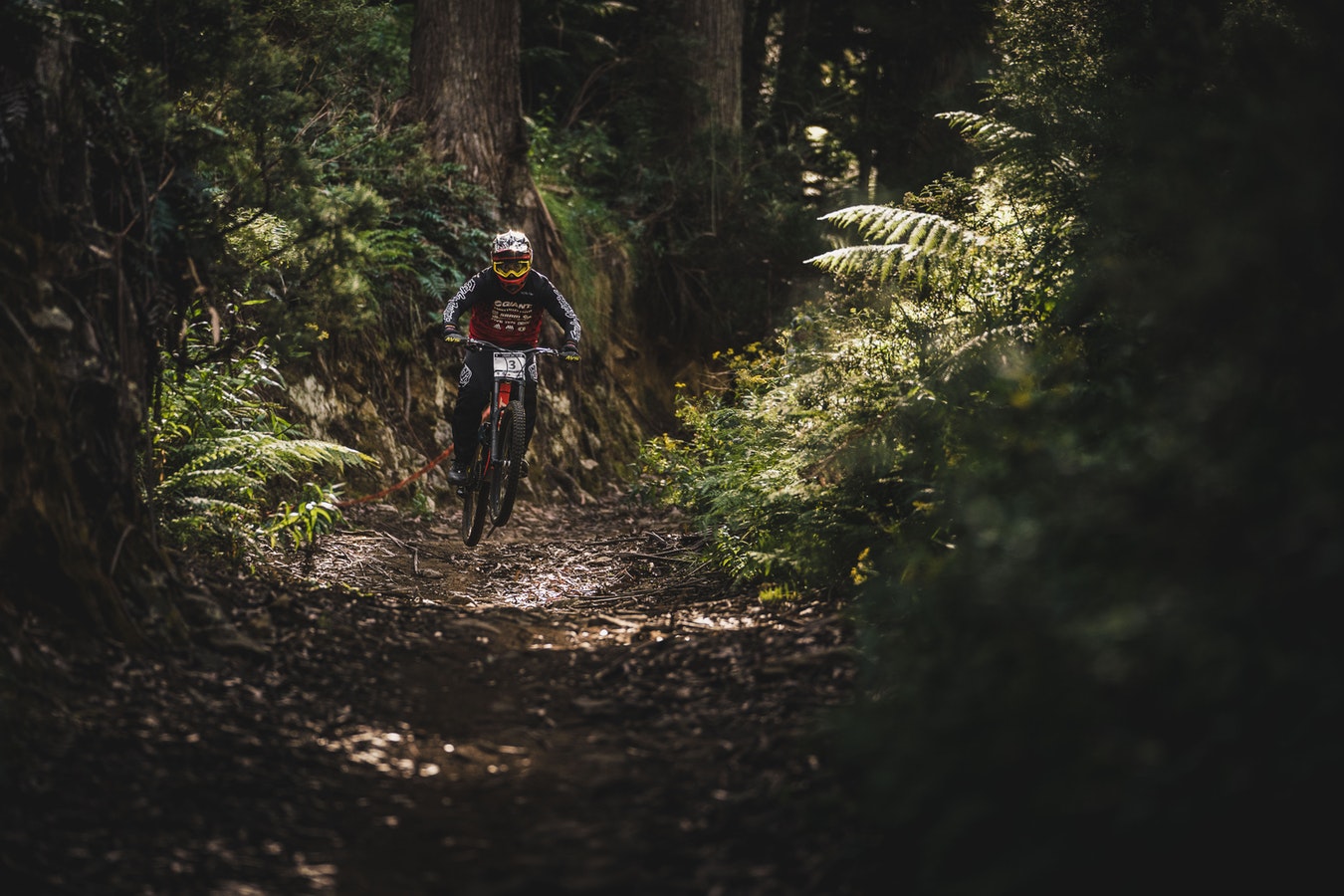 mountain bike deep forest