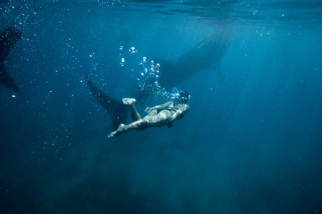 diving with whales